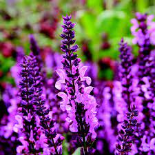 Salvia Eveline - Image 3