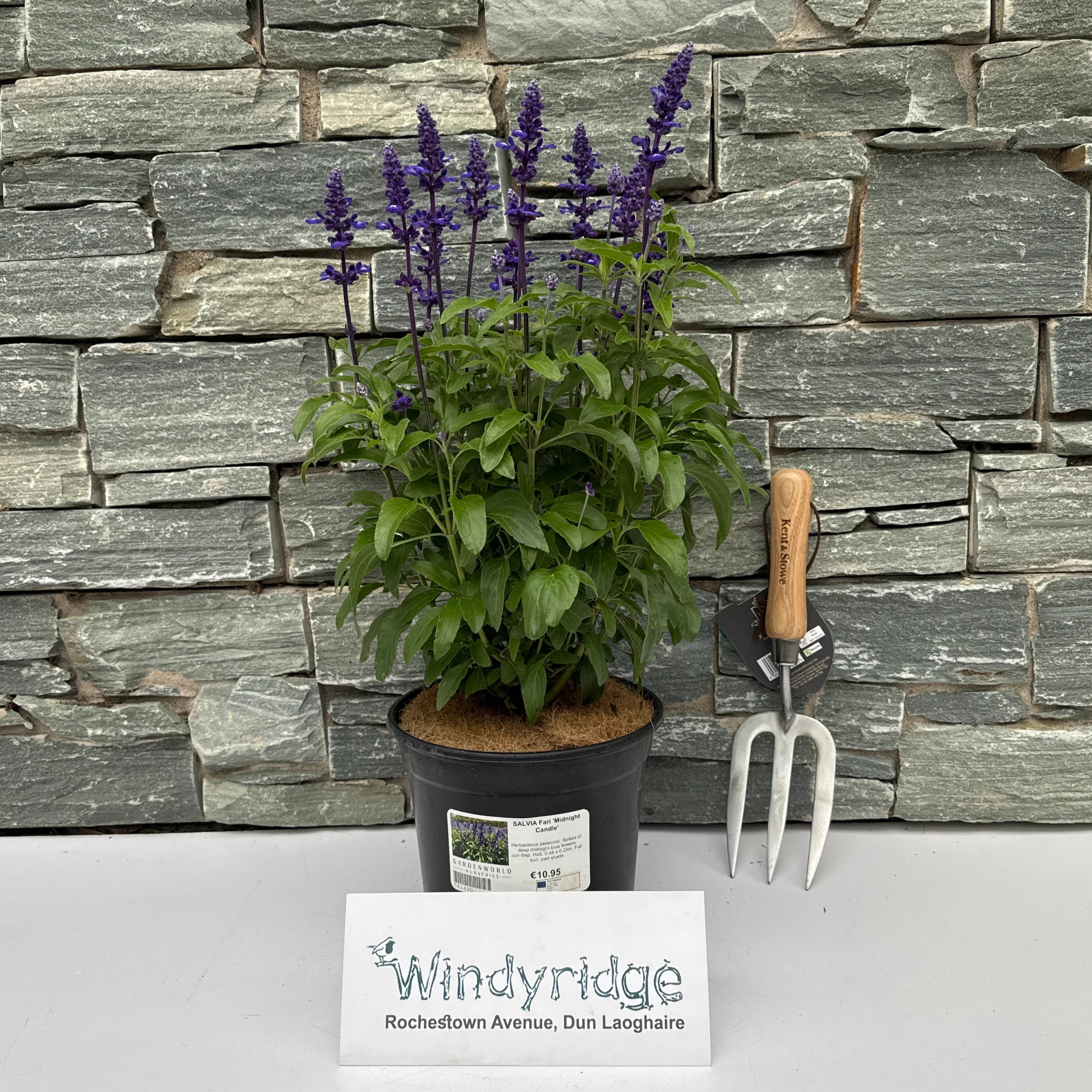 SALVIA Fari Midnight Candle - Image 2
