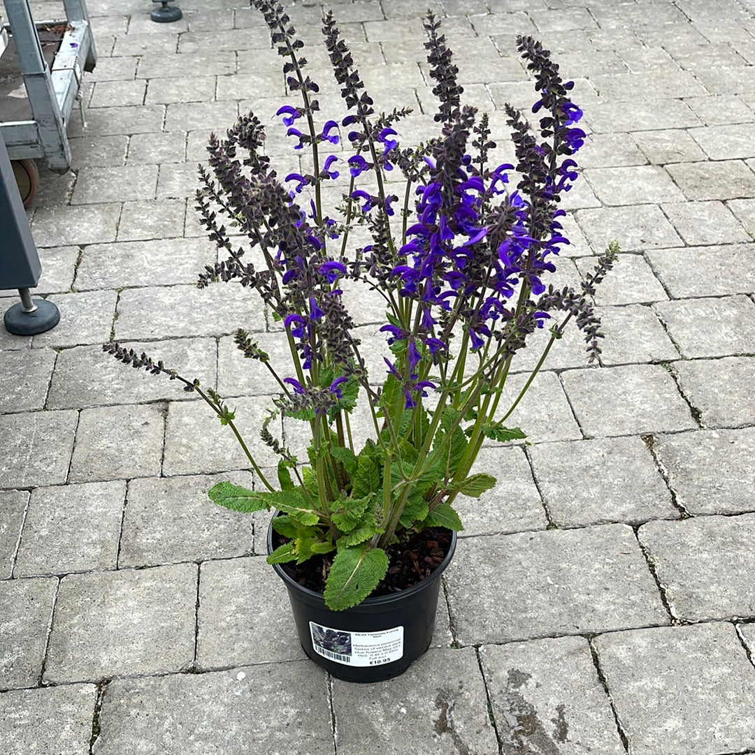 SALVIA 'Fashionista Evening Attire' - Image 2