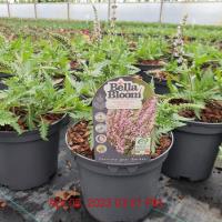 SALVIA Feathers Flamingo - Image 2