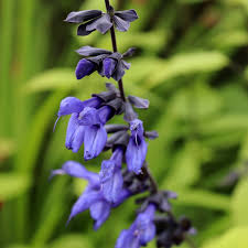 Salvia g. Carines Amazing Blue 2lt pot - Image 3