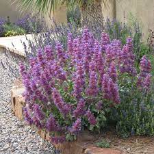 Salvia Giant