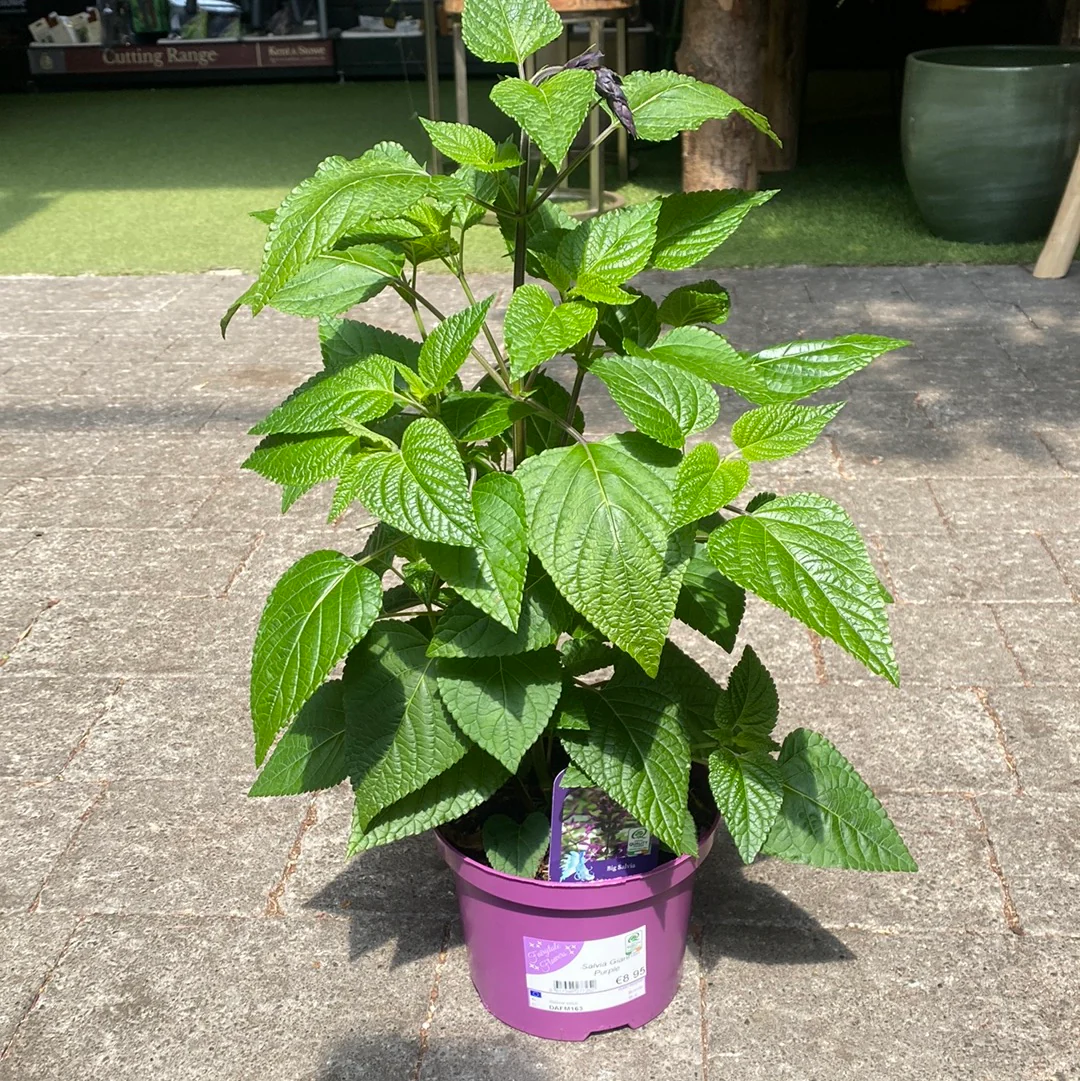 Salvia Giant - Image 2