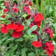 Salvia greggii Mirage Cherry 2L - Image 2
