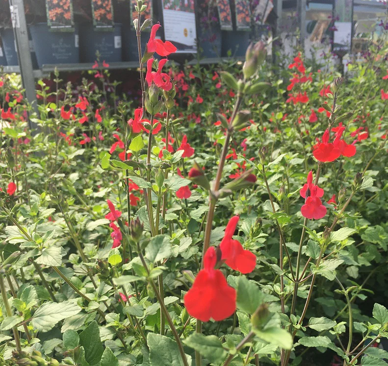Salvia Hot Lips