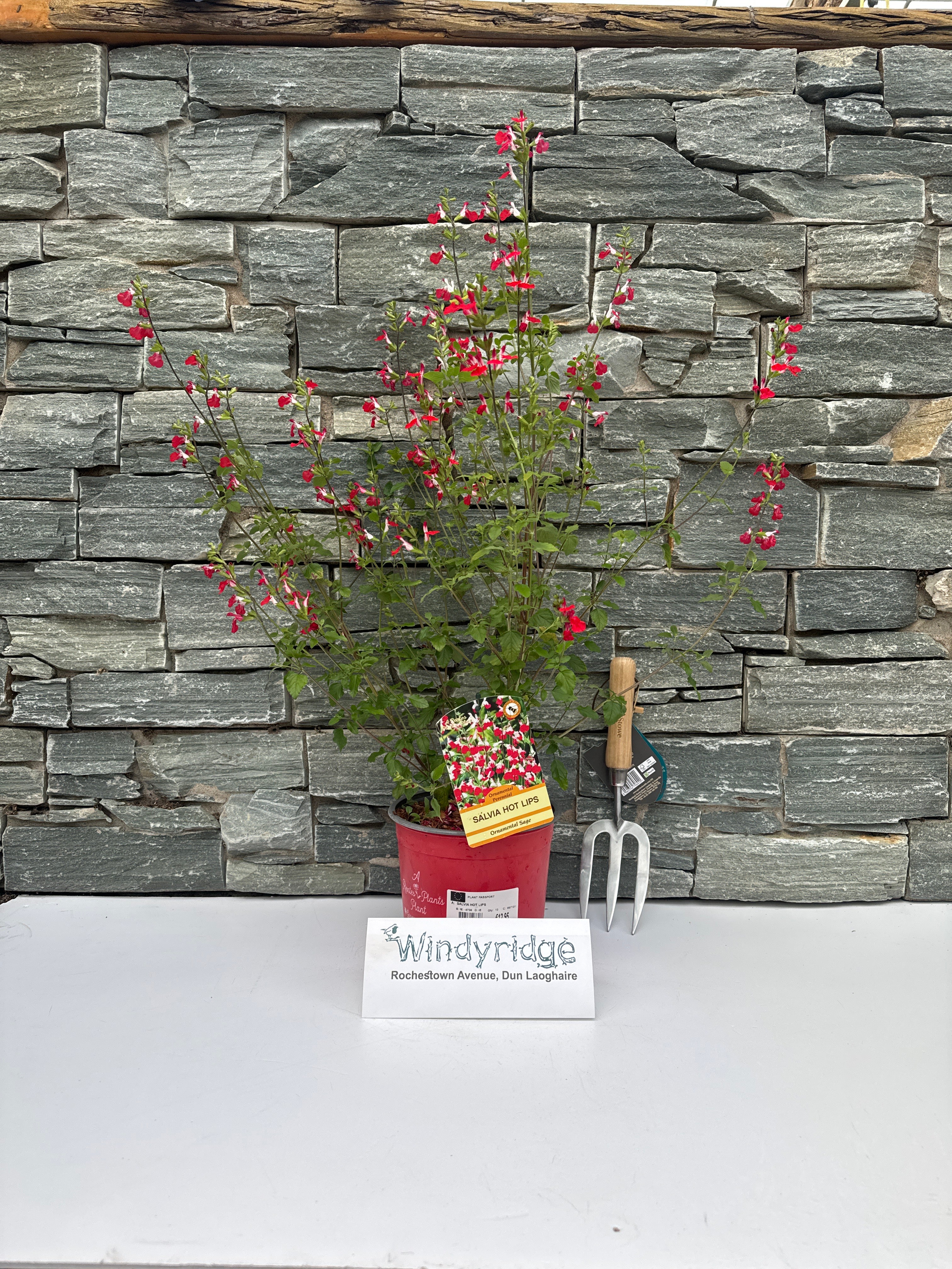 SALVIA HOT LIPS - Image 2