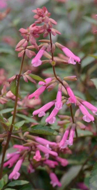 Salvia Kisses and Wishes