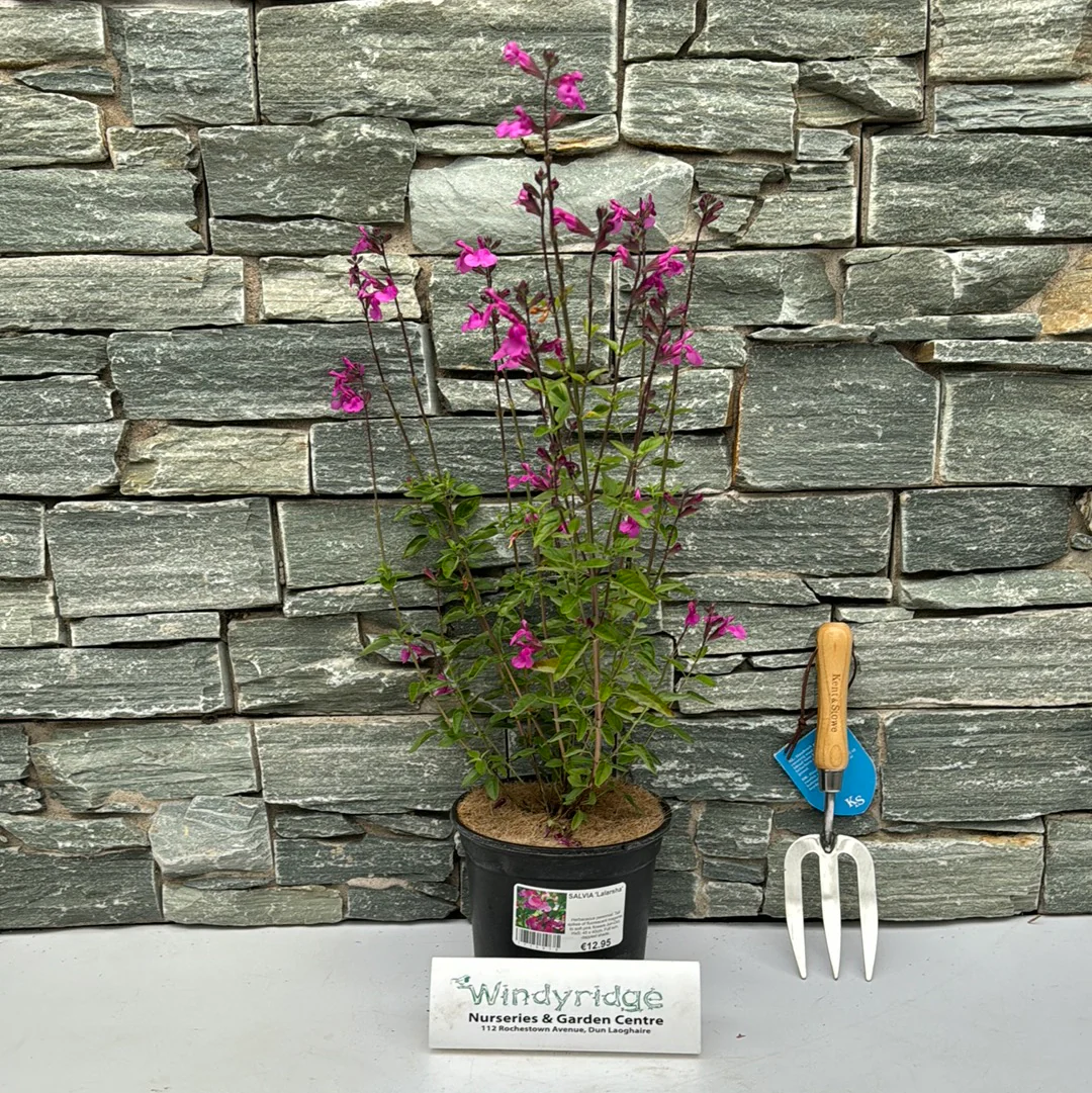 SALVIA Lalarsha 3Ltr Pot
