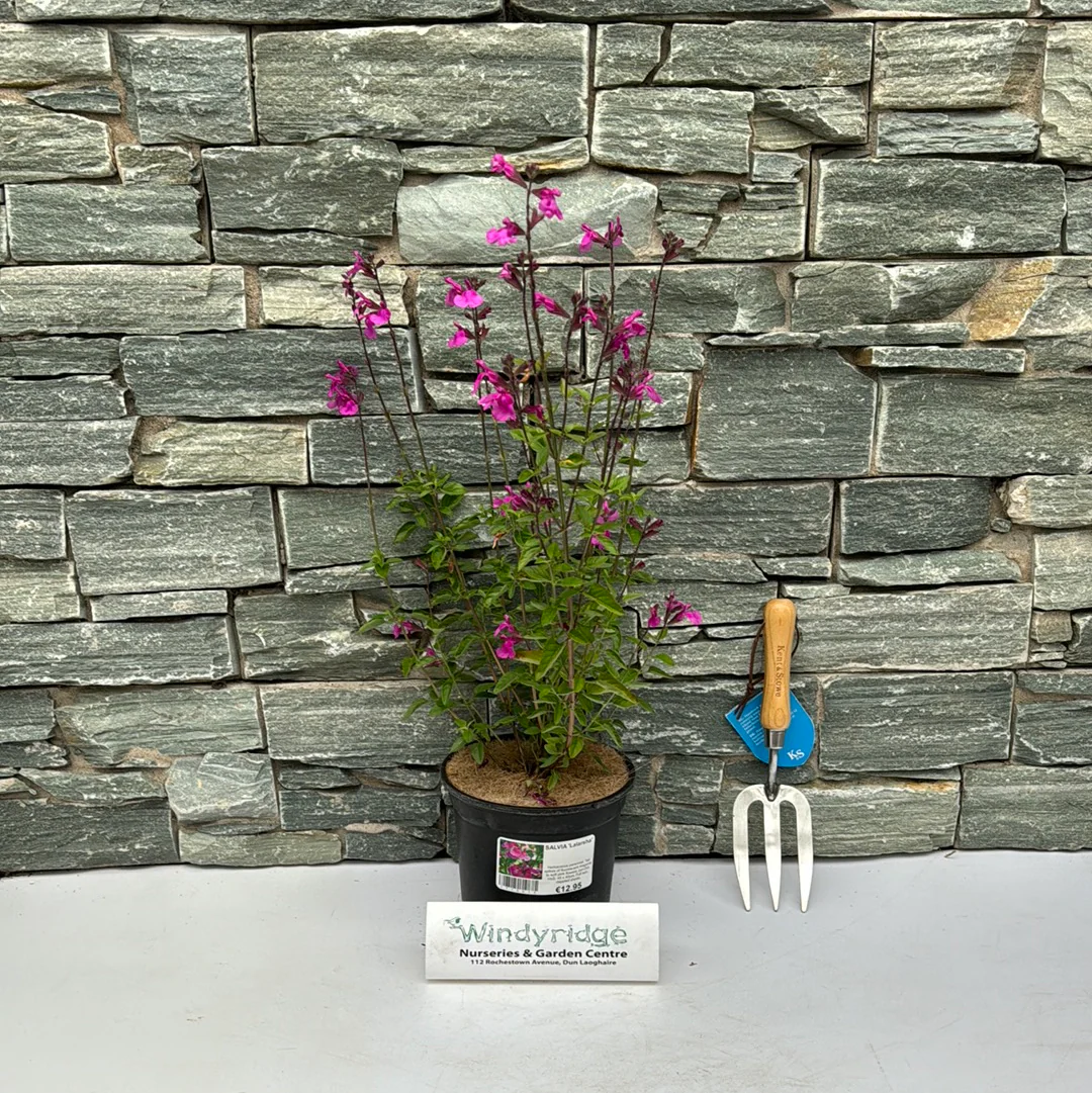 SALVIA Lalarsha 3Ltr Pot - Image 2