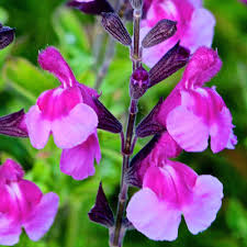 SALVIA Lalarsha 3Ltr Pot - Image 3