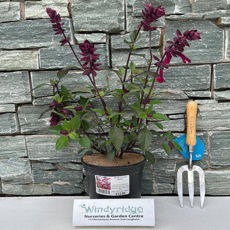 SALVIA Love and Wishes - Image 2