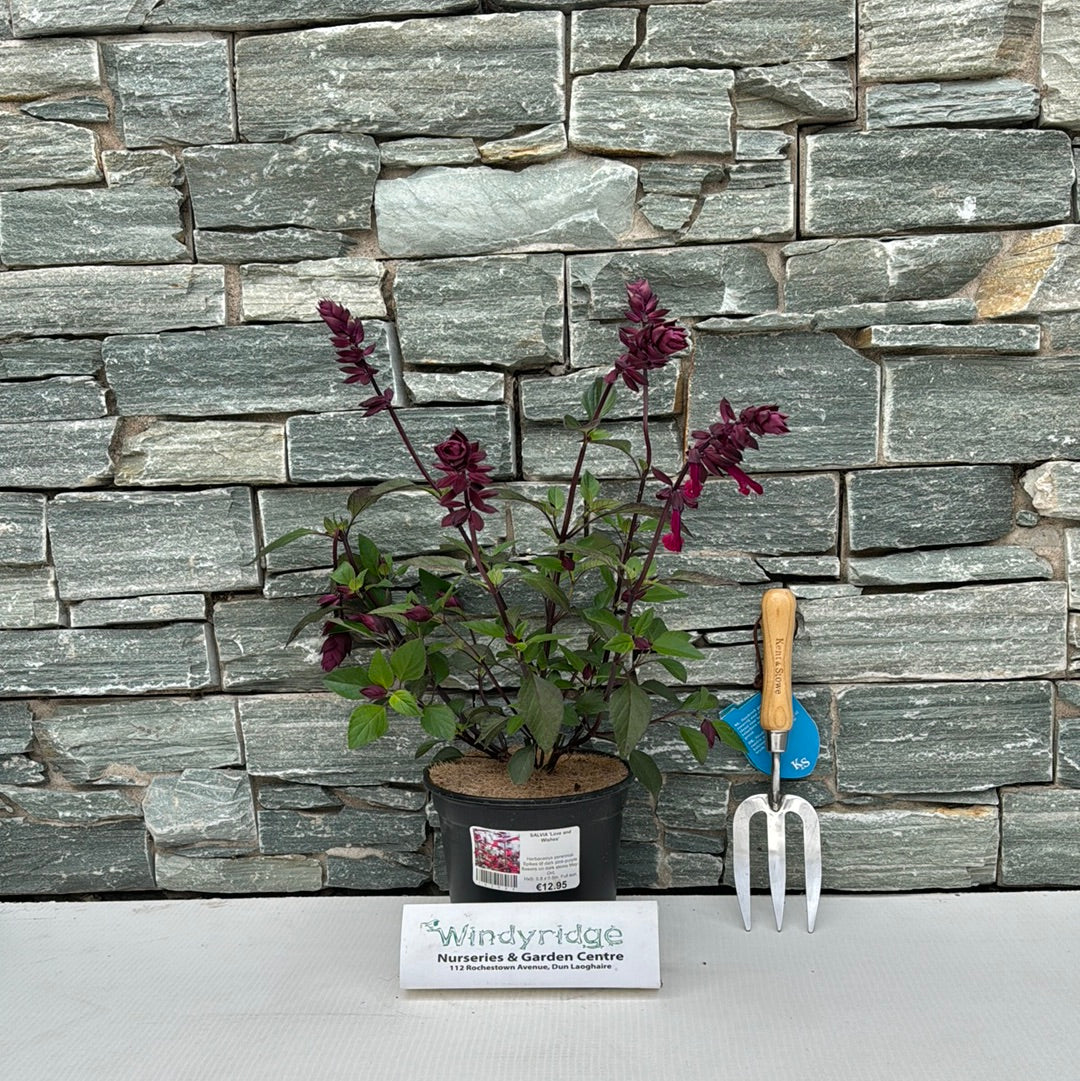 SALVIA Love and Wishes - Image 3