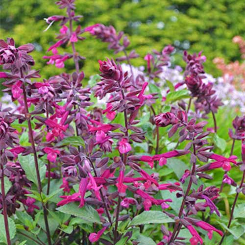 Salvia Love & Wishes - Image 3