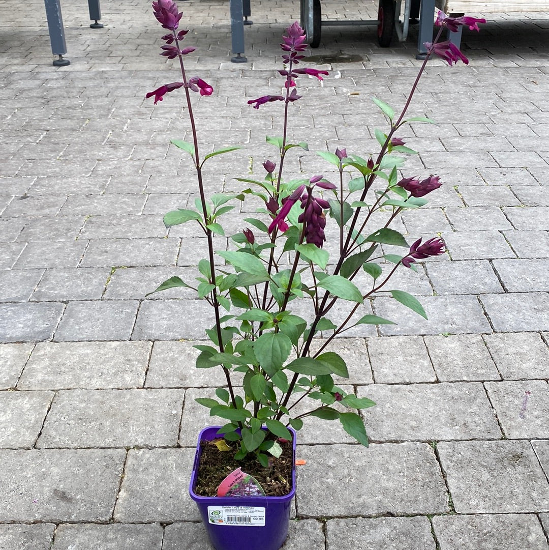 Salvia Love & Wishes - Image 4