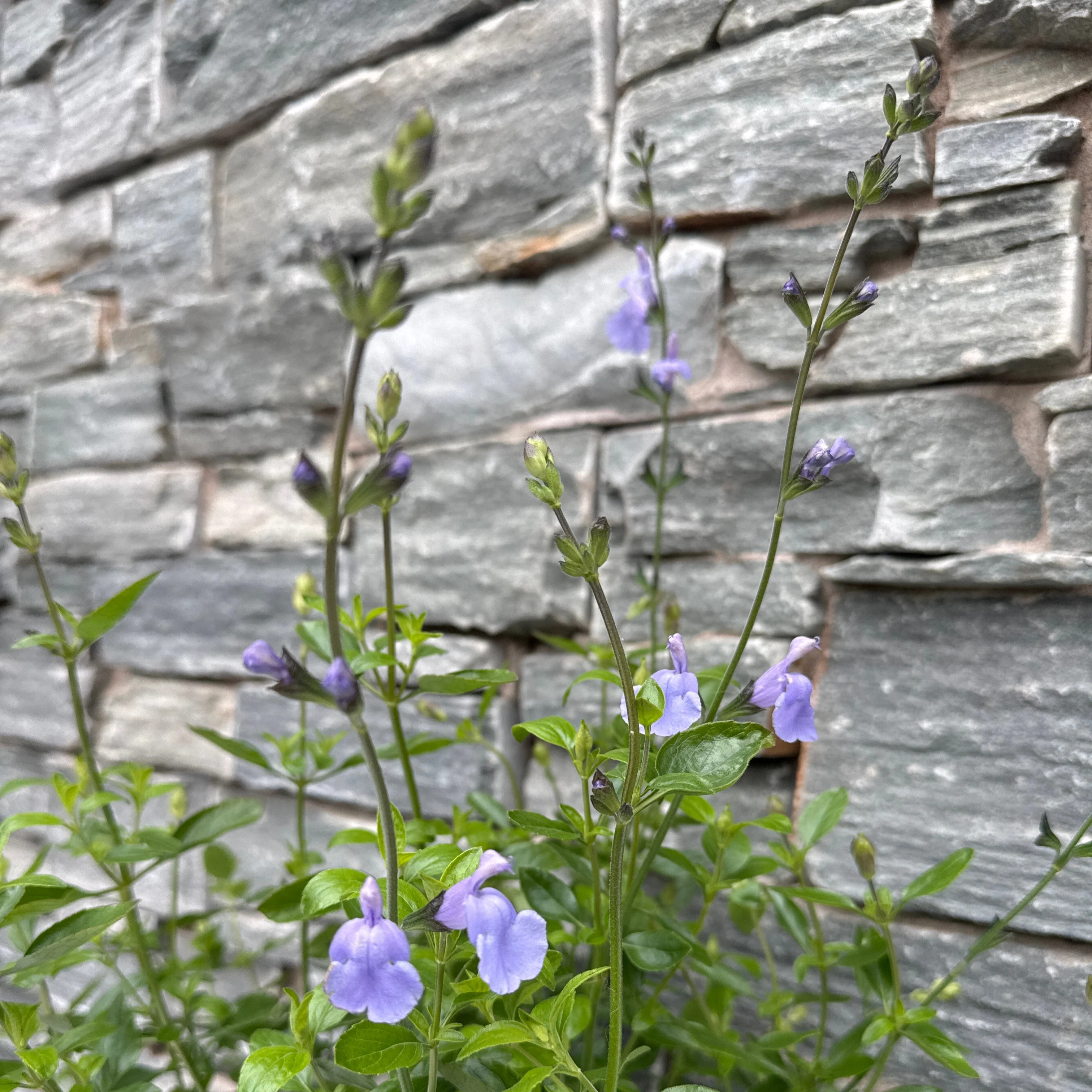 SALVIA m. Delice Aquamarine - Image 2