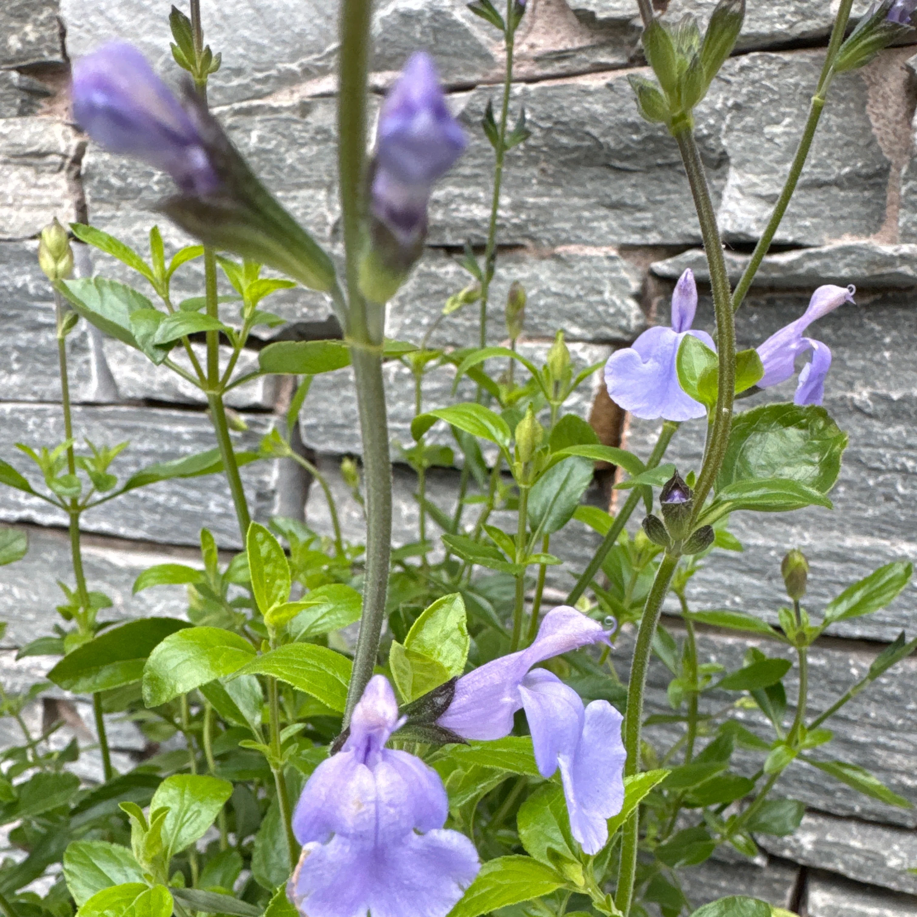 SALVIA m. Delice Aquamarine - Image 3