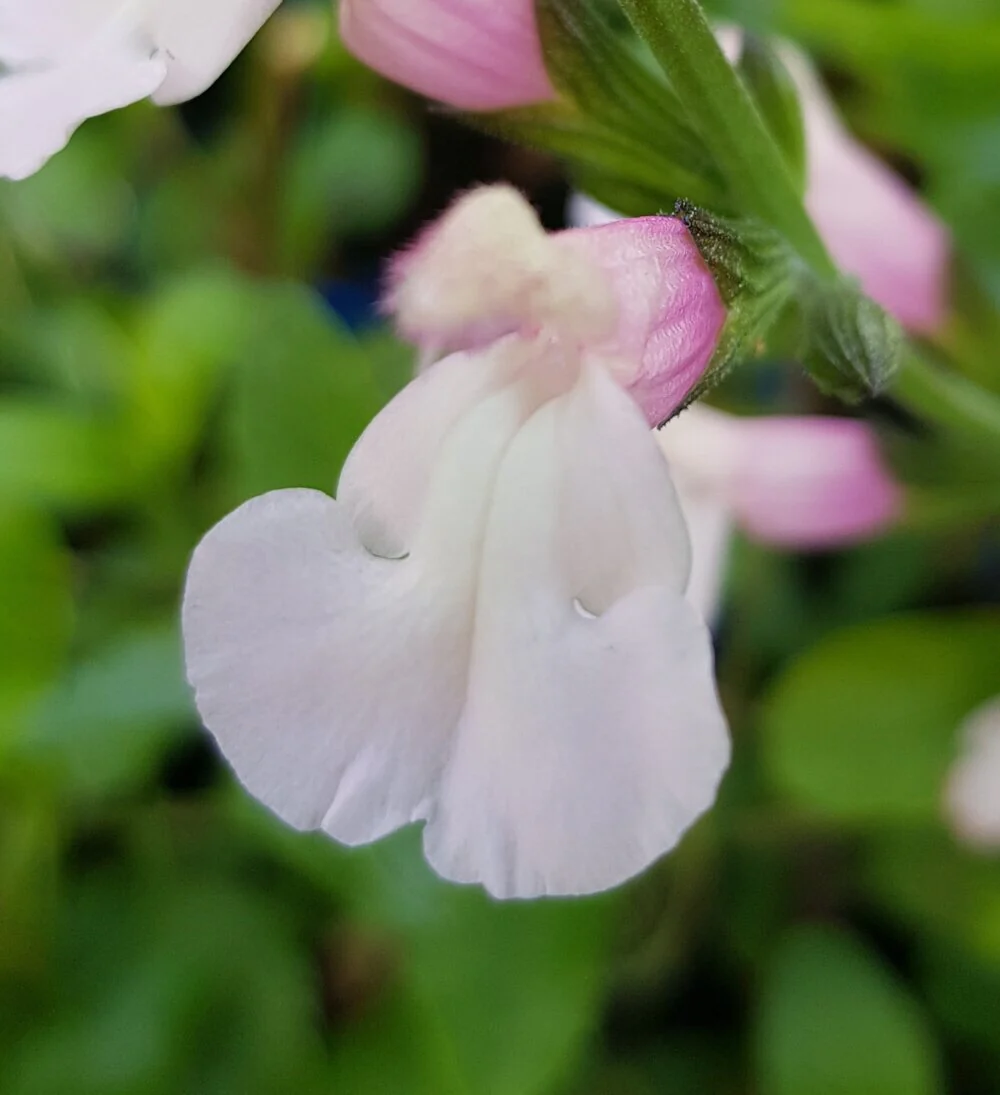 Salvia m. Delice Fiona - Image 2