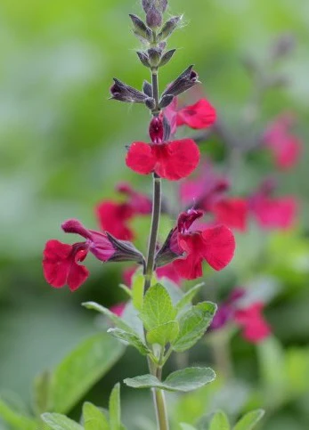 Salvia Makris