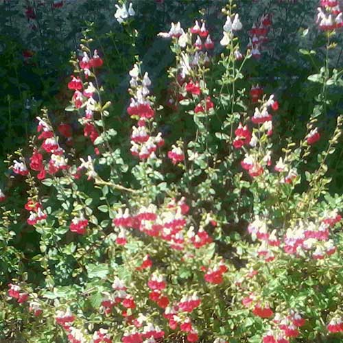 SALVIA micr. Hot Lips - Image 2