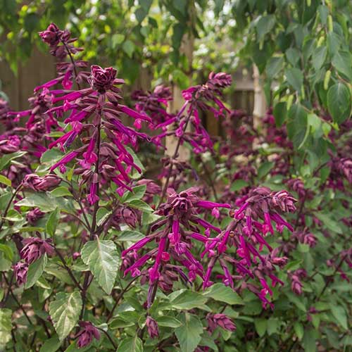 Salvia micr. 'Love and Wishes' - Image 2