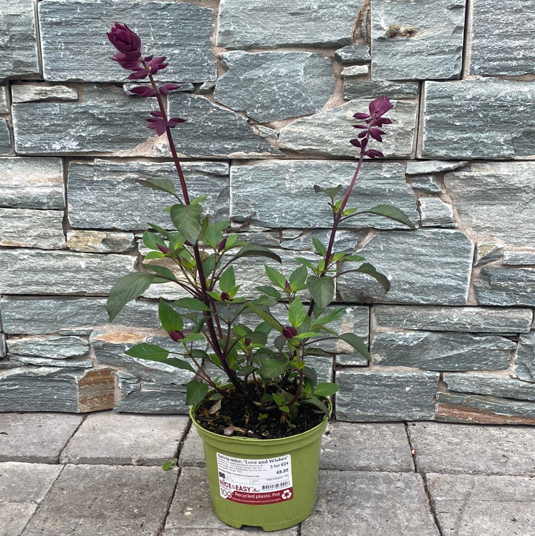 Salvia micr. 'Love and Wishes' - Image 3