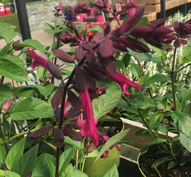 Salvia micr. 'Love and Wishes' - Image 4
