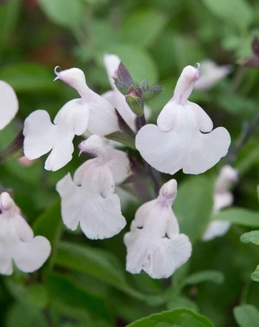Salvia micro. Heatwave Glimmer
