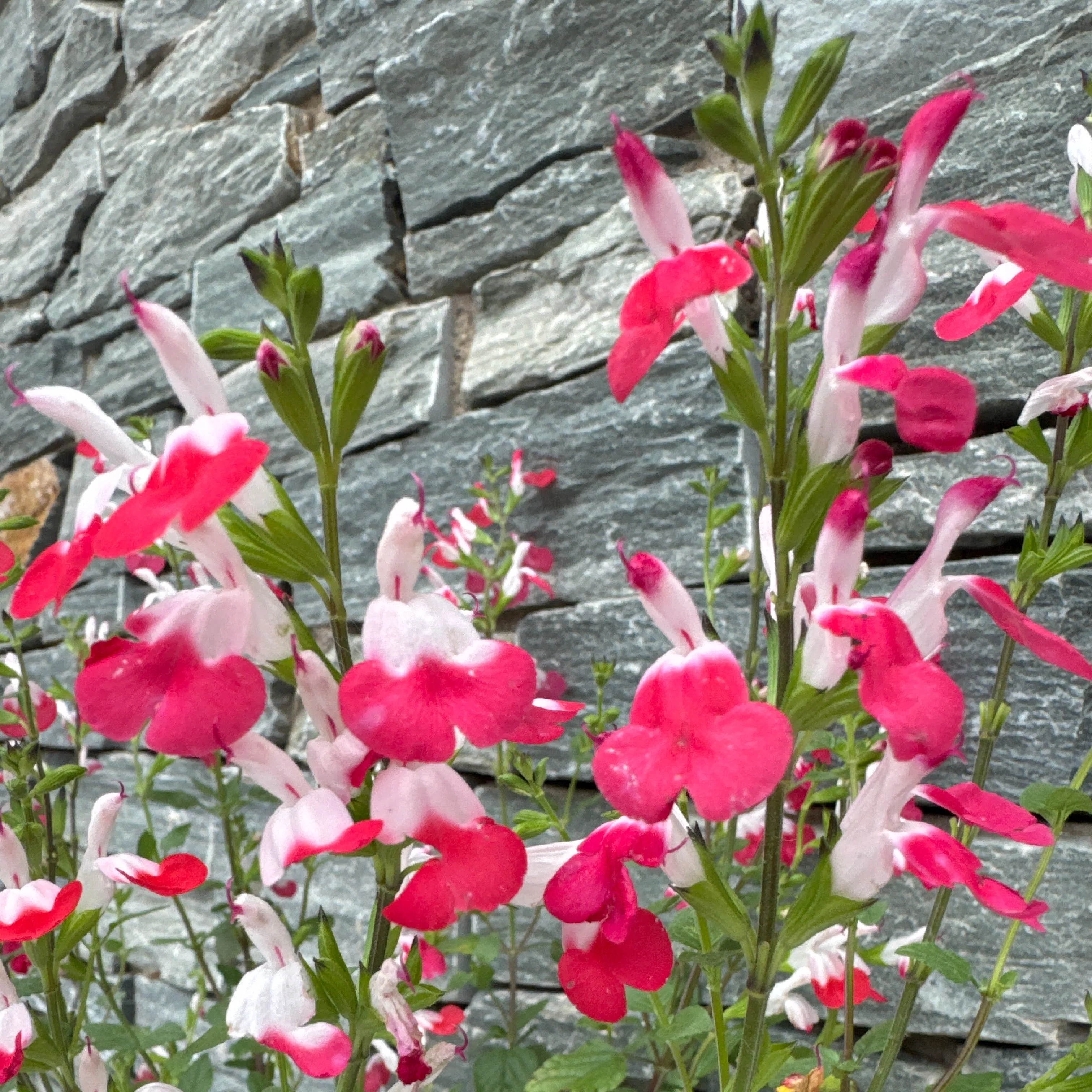 SALVIA micro. Hot Lips        3L - Image 3