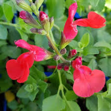 SALVIA micro. Suzanne - Image 2