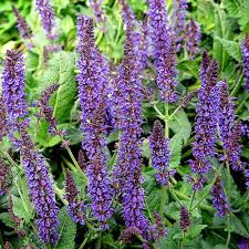 Salvia Mysty 2 Ltr - Image 2