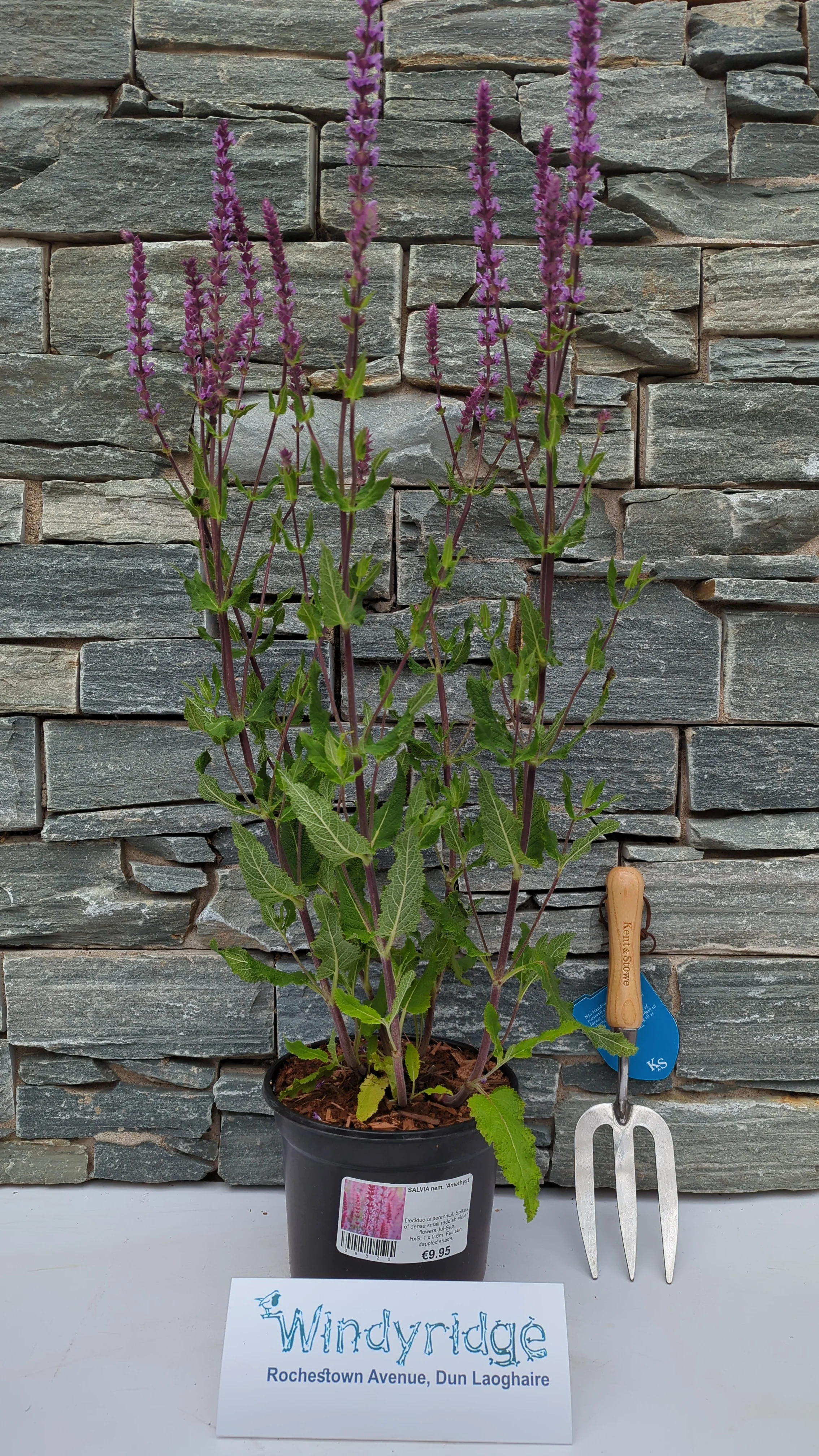SALVIA nem. Amethyst - Image 2
