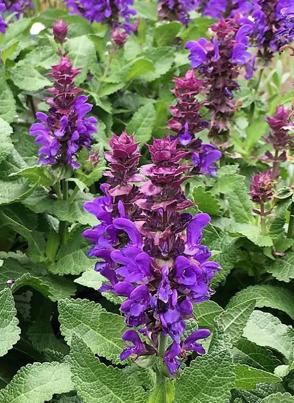 SALVIA nem. Blue Marvel