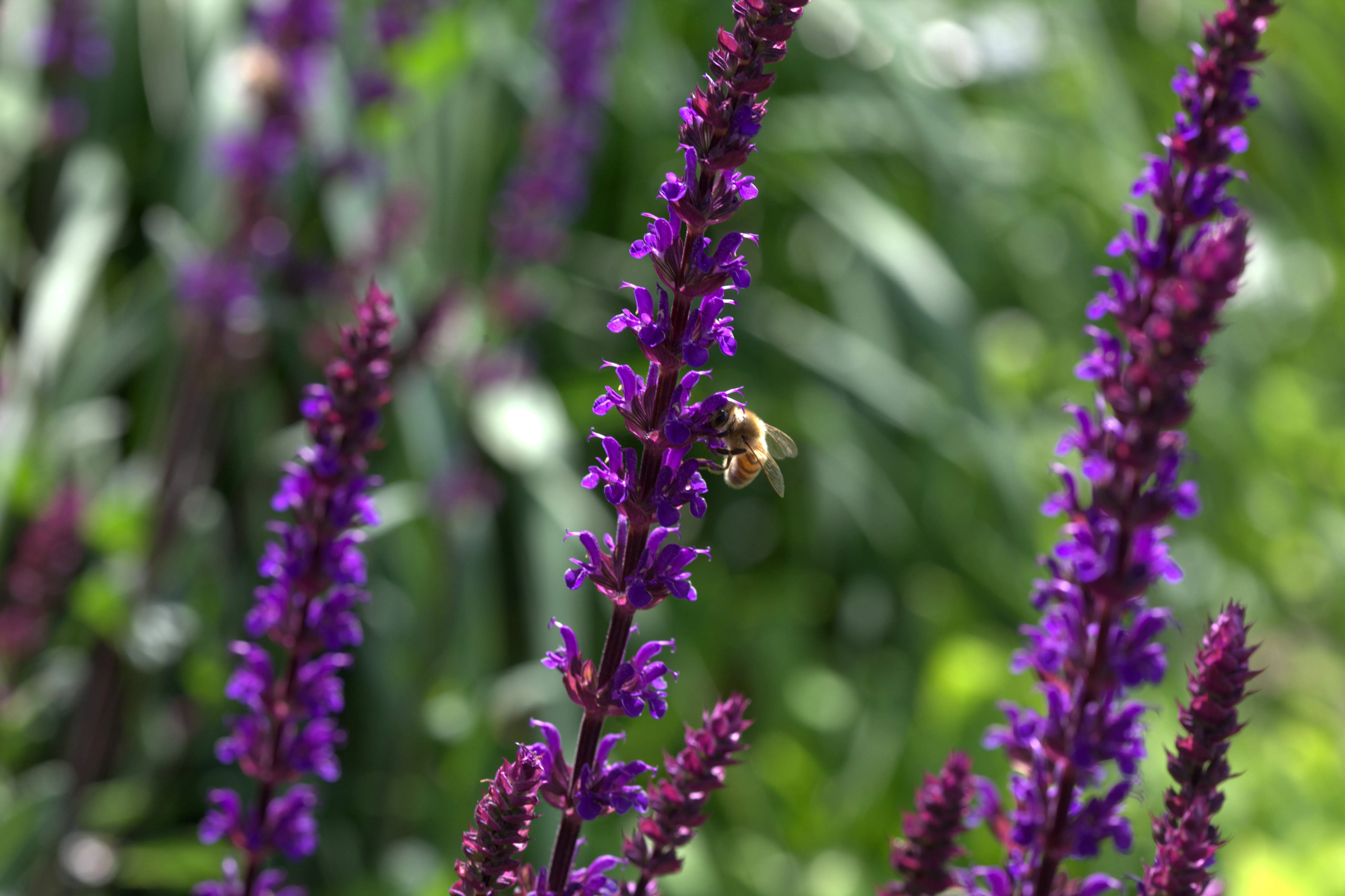 SALVIA nem. Caradonna - Image 3