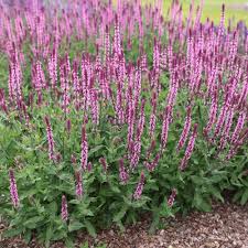 SALVIA nem. Caradonna Pink Inspiration - Image 2