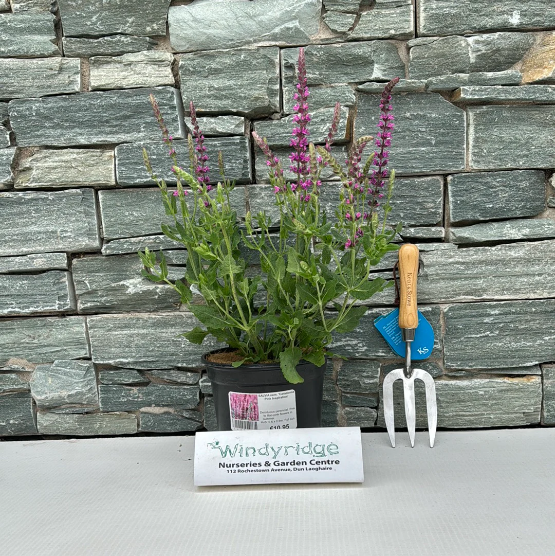 SALVIA nem. Caradonna Pink Inspiration - Image 4