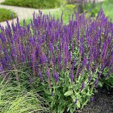 SALVIA nem. Caradonna PN - Image 2