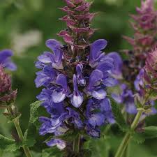SALVIA nem.Dark Blue Marvel - Image 2