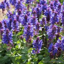 SALVIA nem.Dark Blue Marvel - Image 3