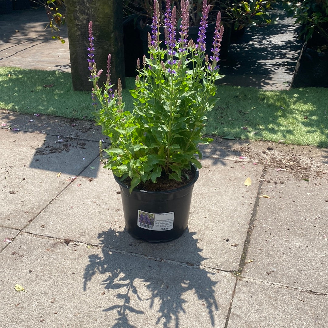 SALVIA nem. Ostfriesland - Image 2