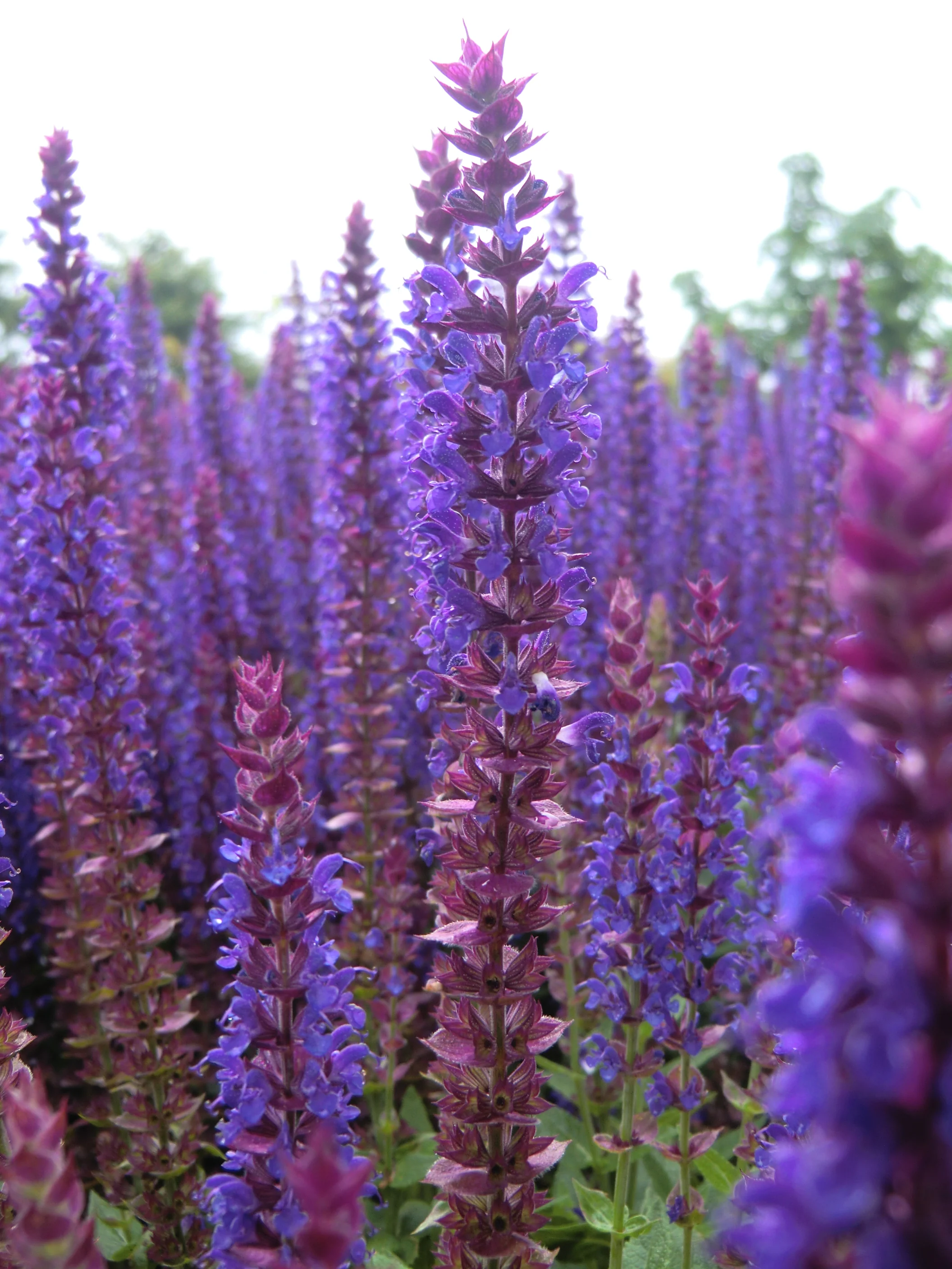 SALVIA nem. Ostfriesland - Image 3