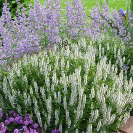 SALVIA nem. Schneehuegel - Image 2