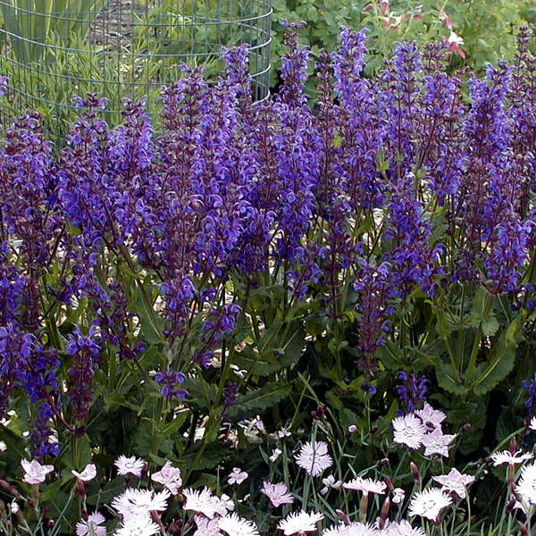 SALVIA nem. Viola Klose - Image 2