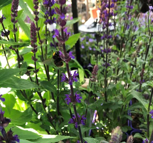 Salvia nemerosa Caradonna - Image 2