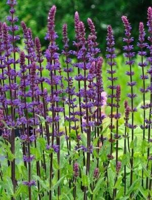 Salvia nemorosa