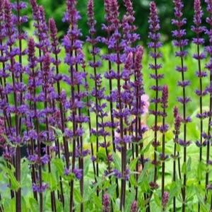 Salvia nemorosa Sensation Deep Blue