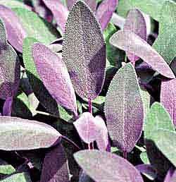 Sage Purple - Image 2