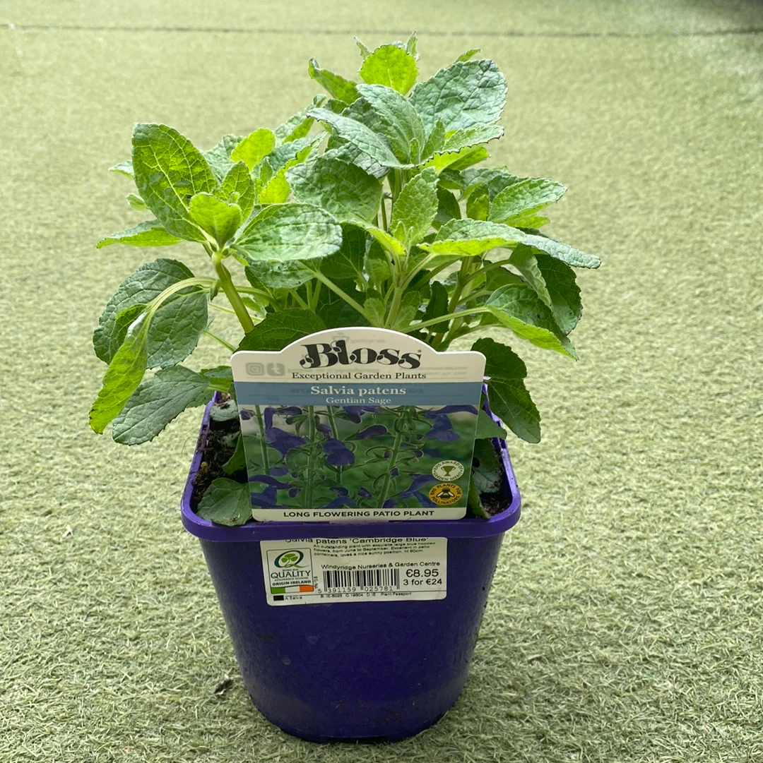 Salvia patens Cambridge Blue - Image 2