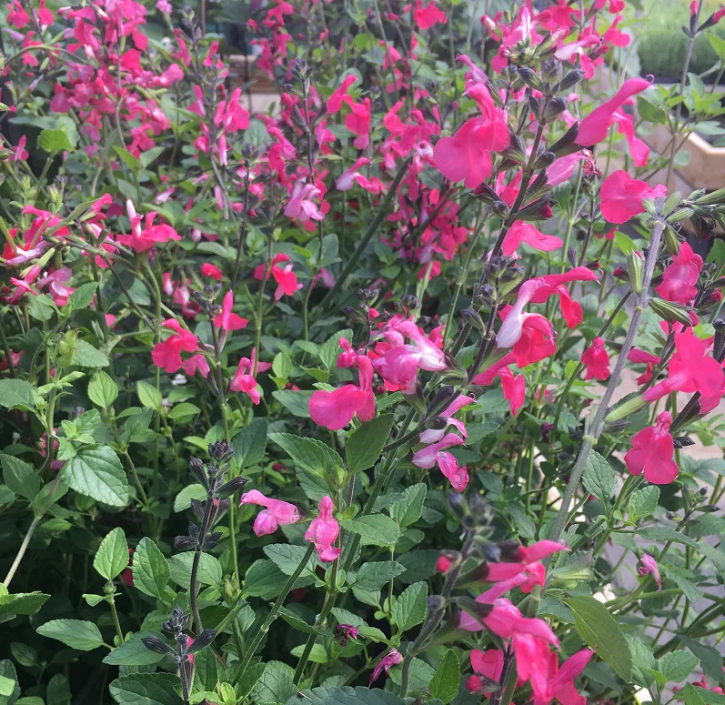 Salvia Pink Lips