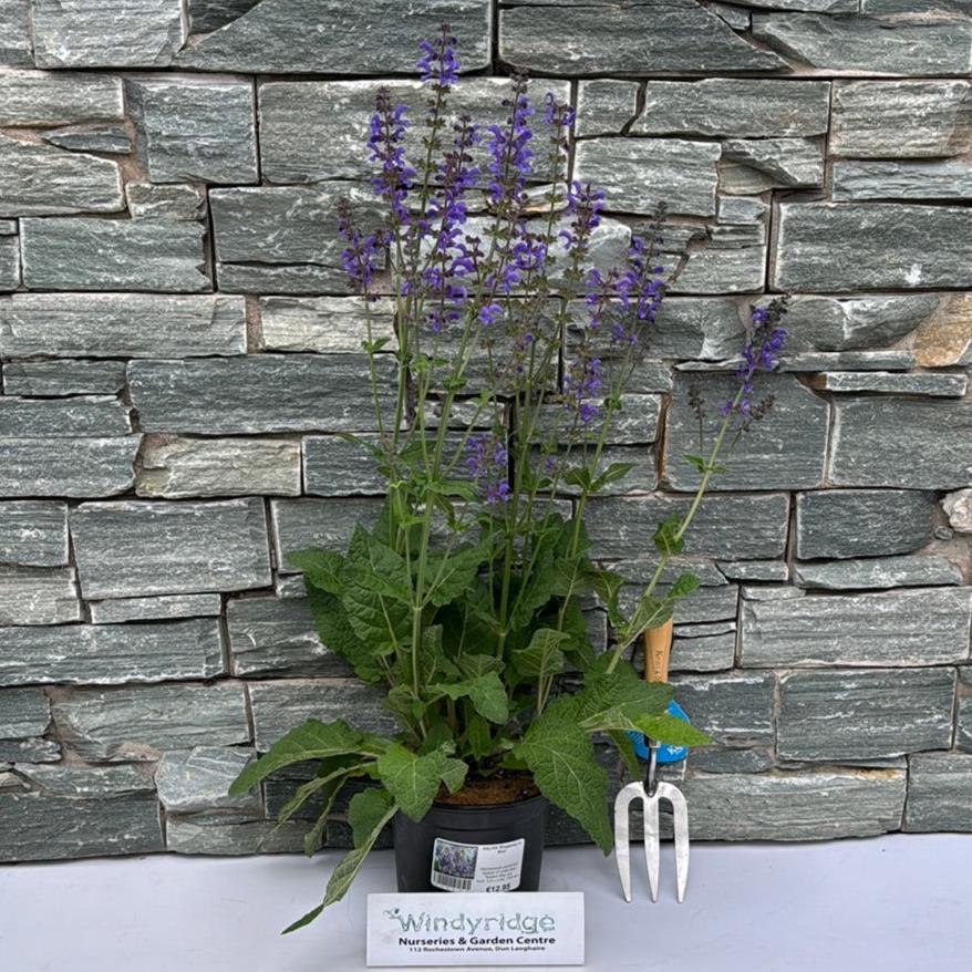 SALVIA Rhapsody in Blue - Image 2