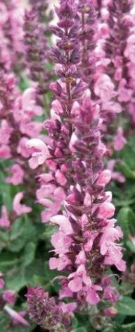 SALVIA Sensation Compact Bright Rose - Image 2